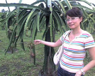 Dragon Fruit Plantation Malaysia