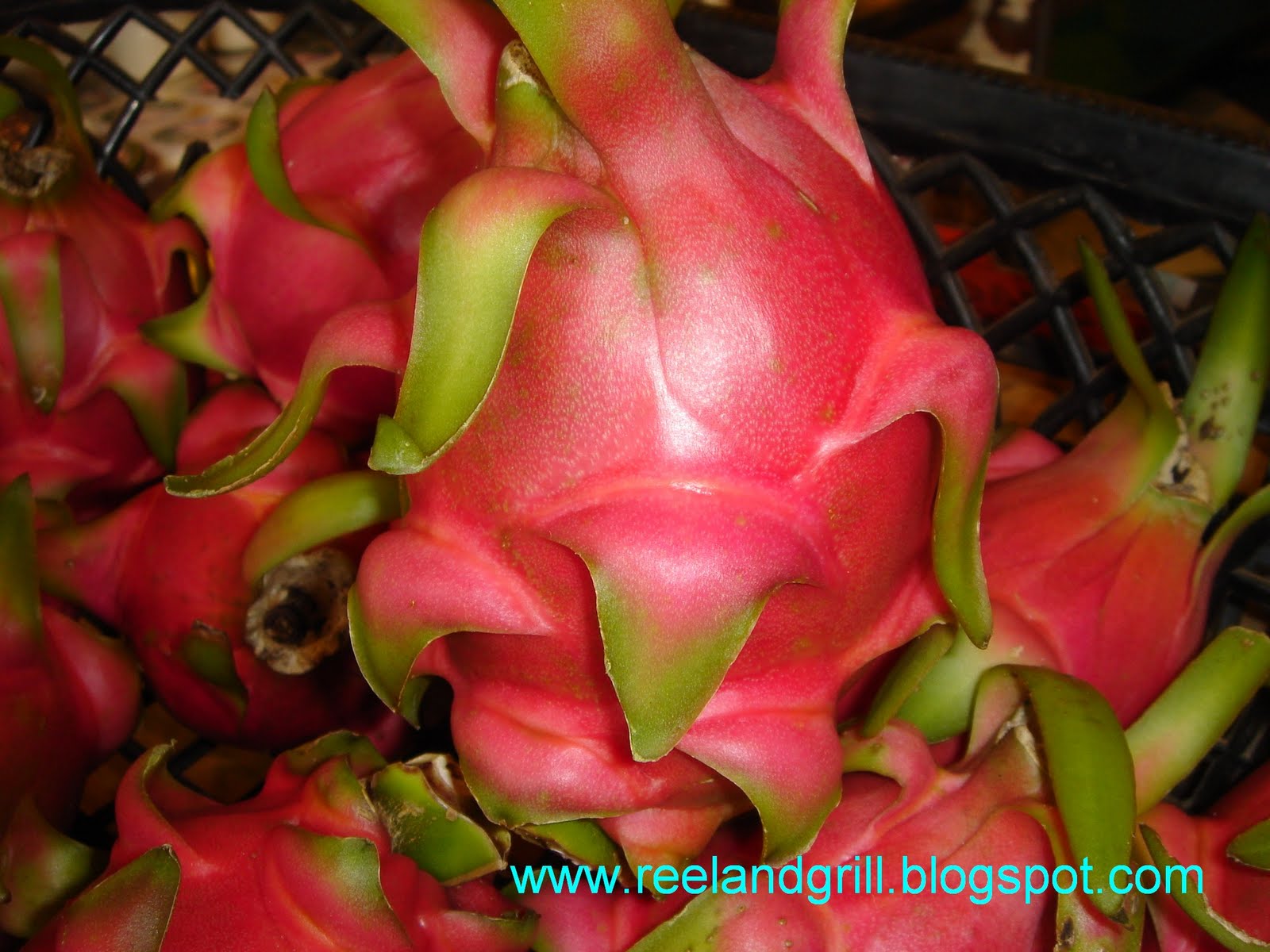 Dragon Fruit Plantation Sri Lanka