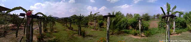 Dragon Fruit Plantation Sri Lanka