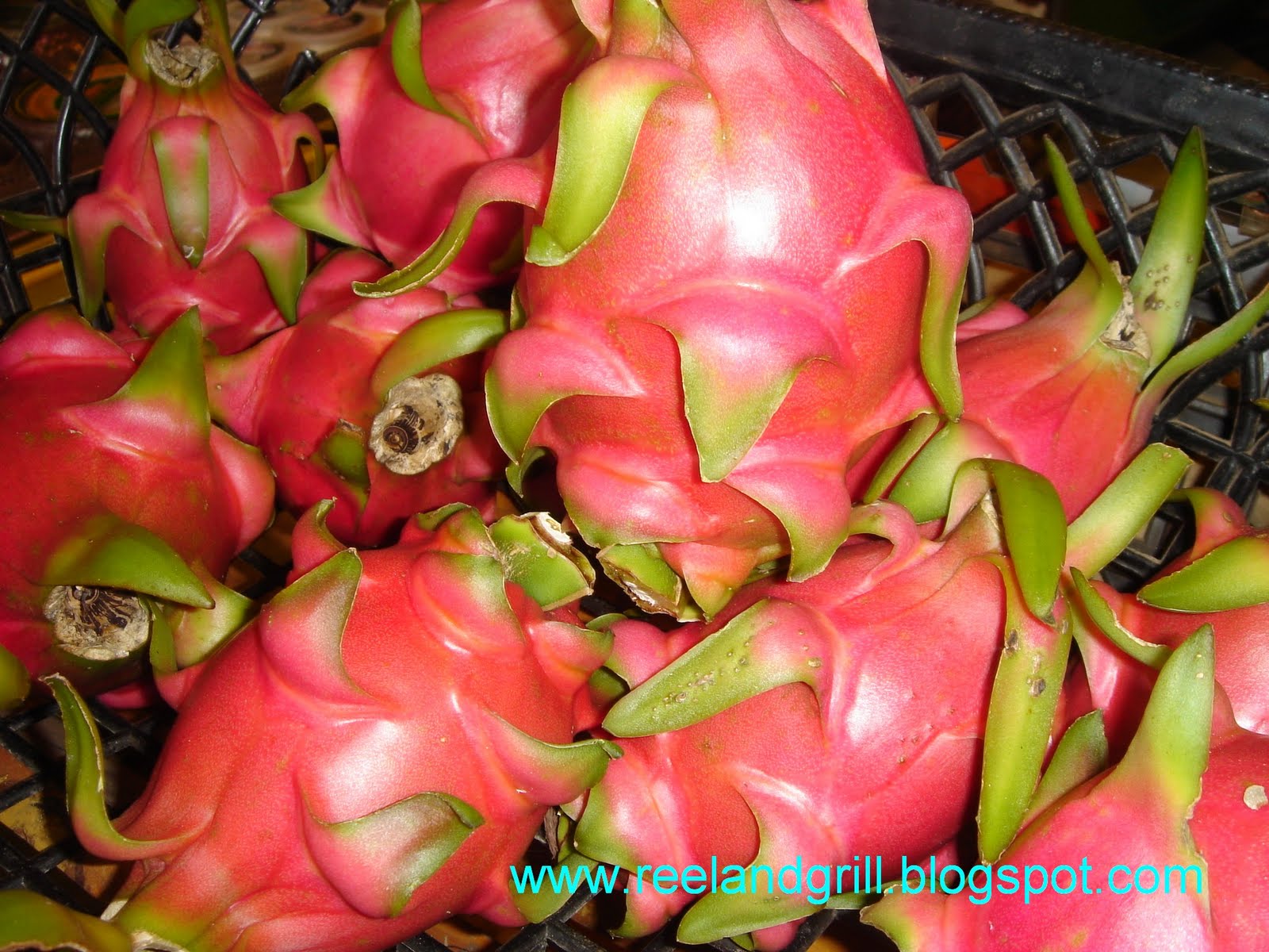 Dragon Fruit Plantation Sri Lanka