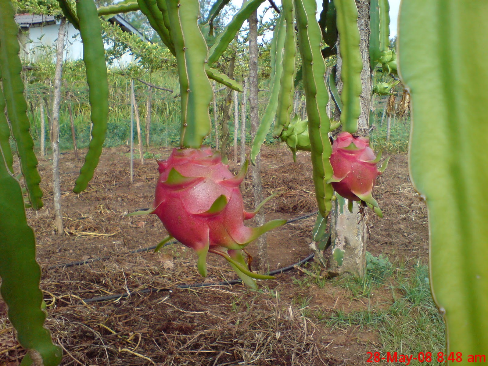 Dragon Fruit Plantation Sri Lanka