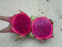 Dragon Fruit Plantation Sri Lanka