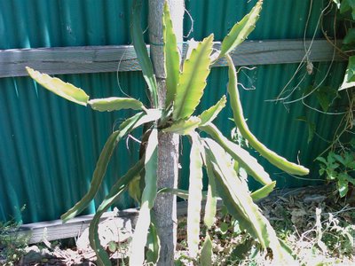 Dragon Fruit Tree