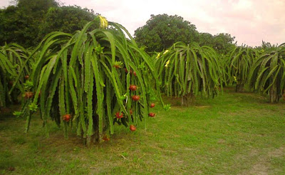 Dragon Fruit Tree