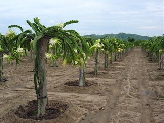 Dragon Fruit Tree