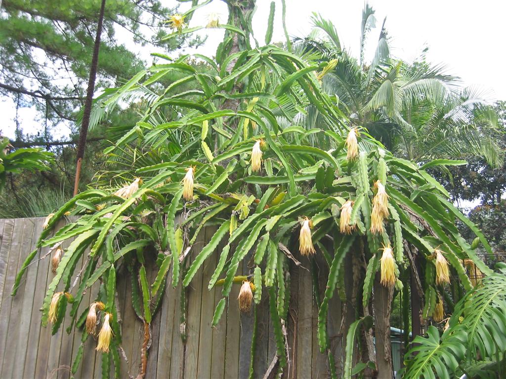 Dragon Fruit Tree