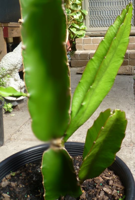 Dragon Fruit Tree For Sale