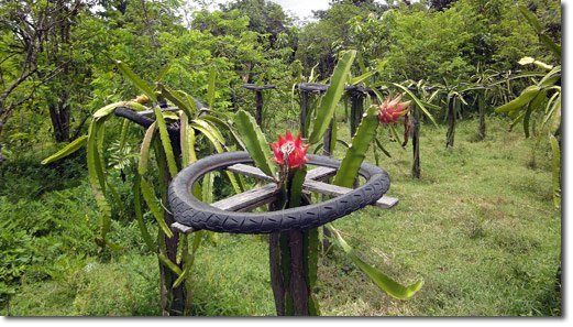 Dragon Fruit Tree For Sale