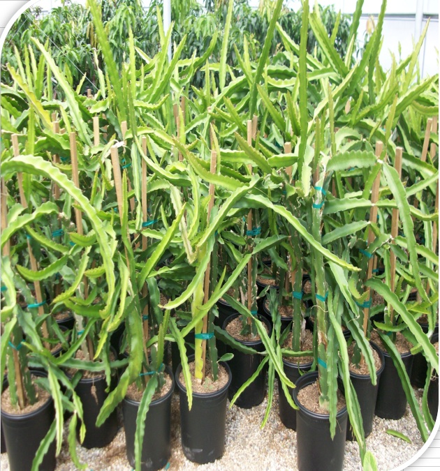 Dragon Fruit Tree For Sale