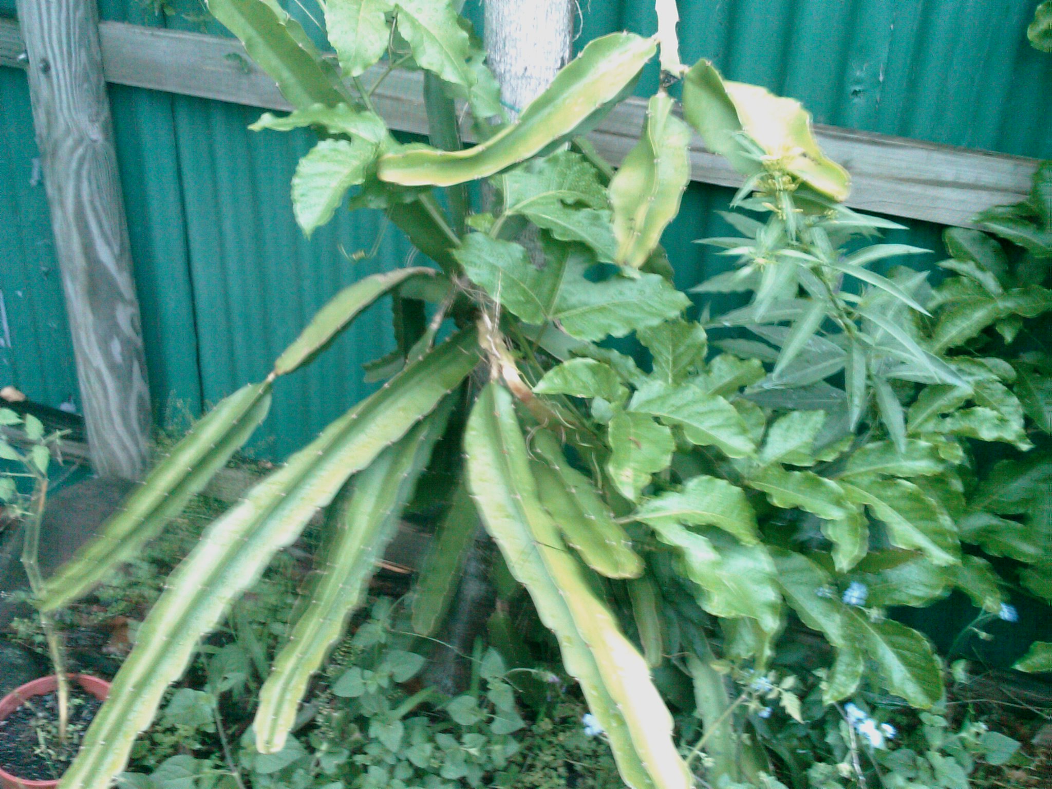 Dragon Fruit Tree For Sale