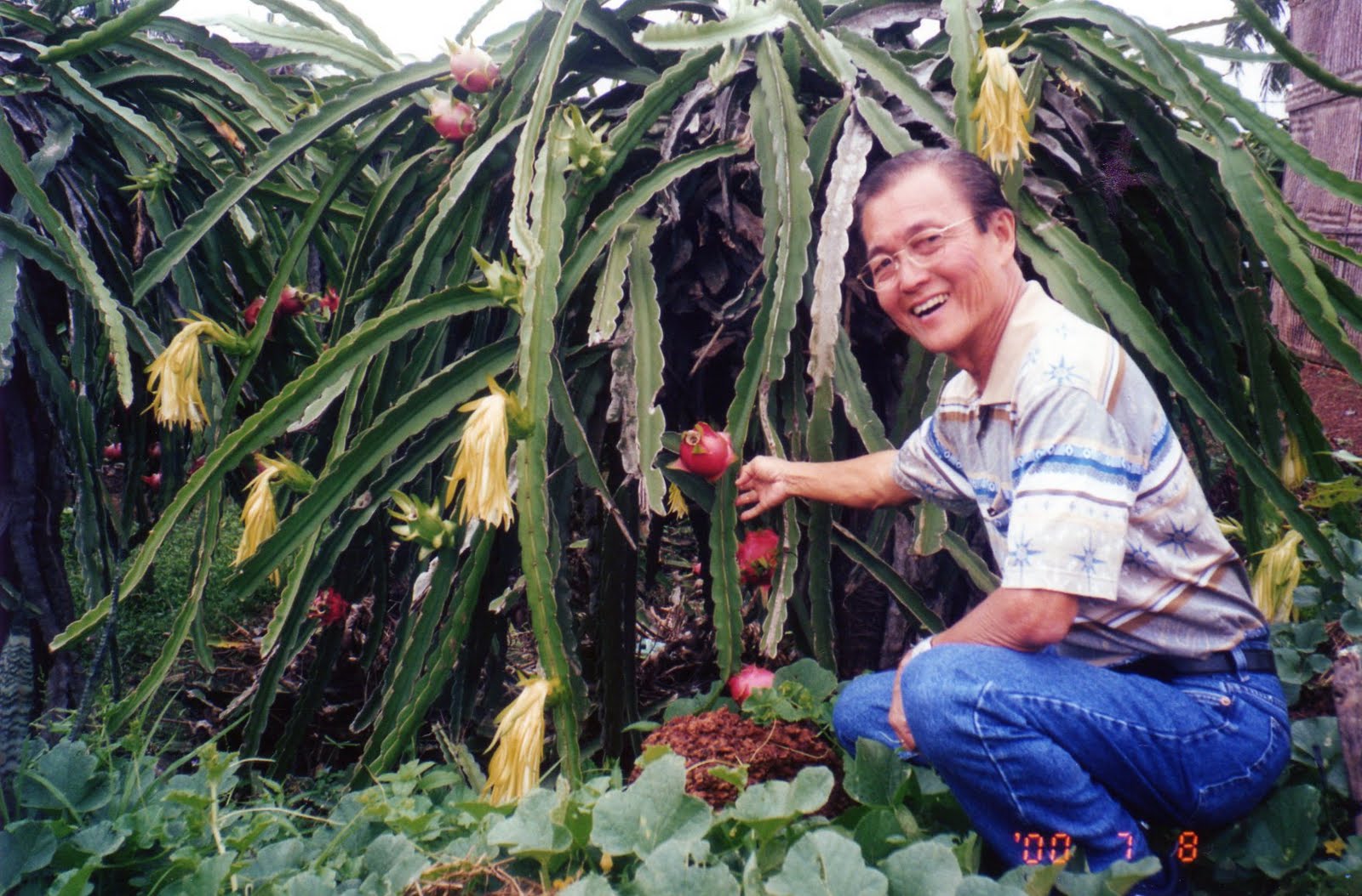 Dragon Fruit Tree For Sale