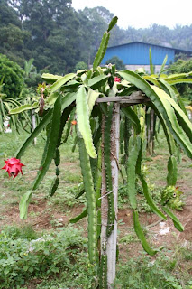 Dragon Fruit Tree Plant