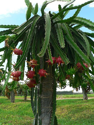 Dragon Fruit Tree Plant