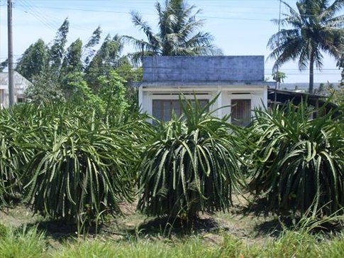 Dragon Fruit Tree Price