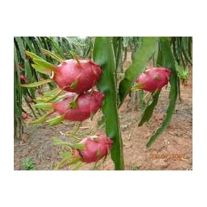 Dragon Fruit Tree Price