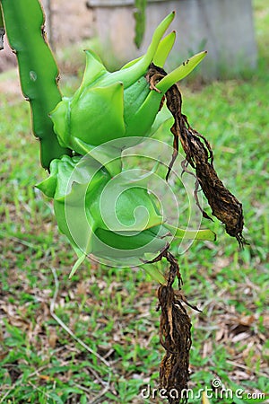 Dragon Fruit Tree Price