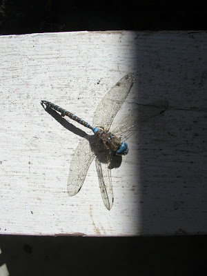 Dragonfly Artistic Metals Saskatoon