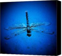 Dragonfly Artwork Canvas Prints