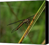 Dragonfly Artwork Canvas Prints