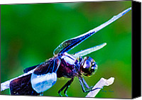 Dragonfly Artwork Canvas Prints