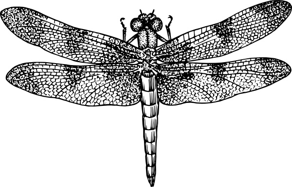 Dragonfly Clipart Free Download