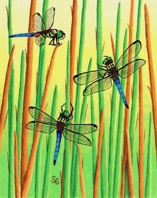 Dragonfly Drawing