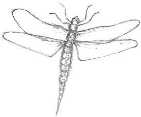 Dragonfly Drawing