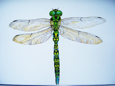 Dragonfly Drawing