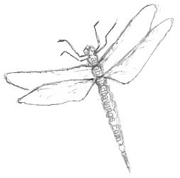 Dragonfly Drawing Template