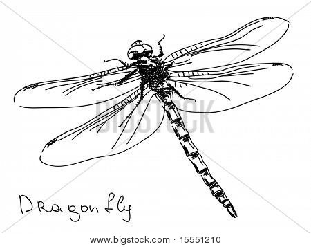 Dragonfly Drawing Template