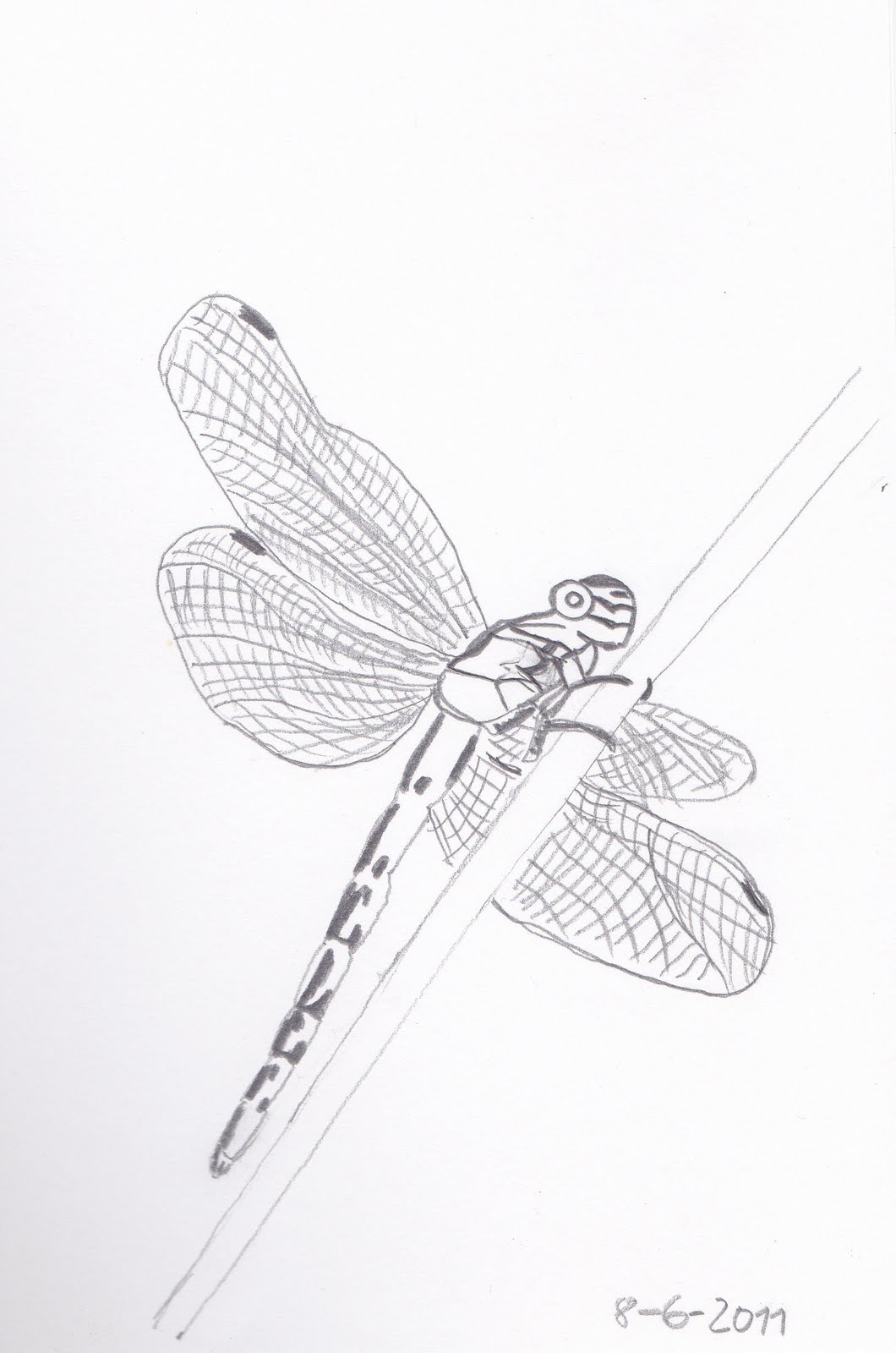 Dragonfly Drawing Template