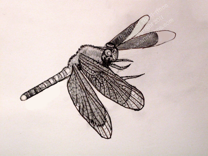 Dragonfly Drawing Template