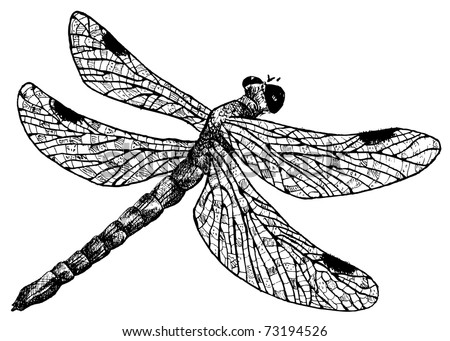 Dragonfly Drawings Designs