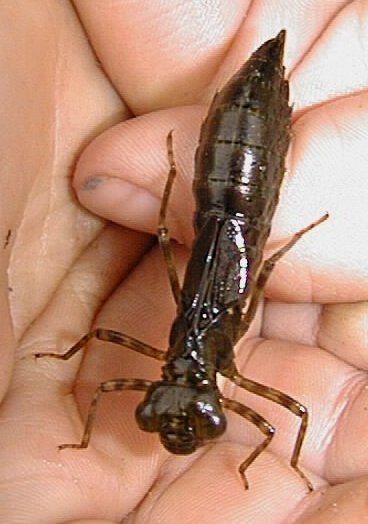 Dragonfly Larvae Diagram