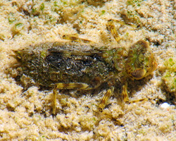 Dragonfly Larvae Diet