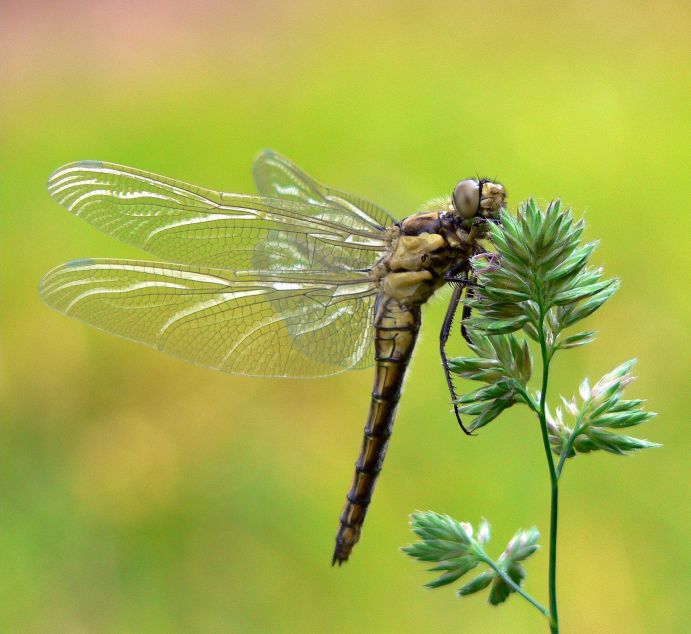 Dragonfly Larvae Facts