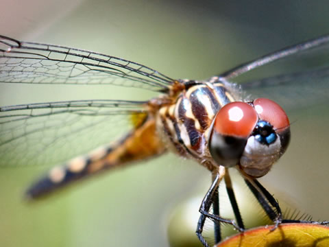 Dragonfly Larvae Facts