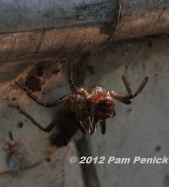 Dragonfly Larvae For Sale Uk