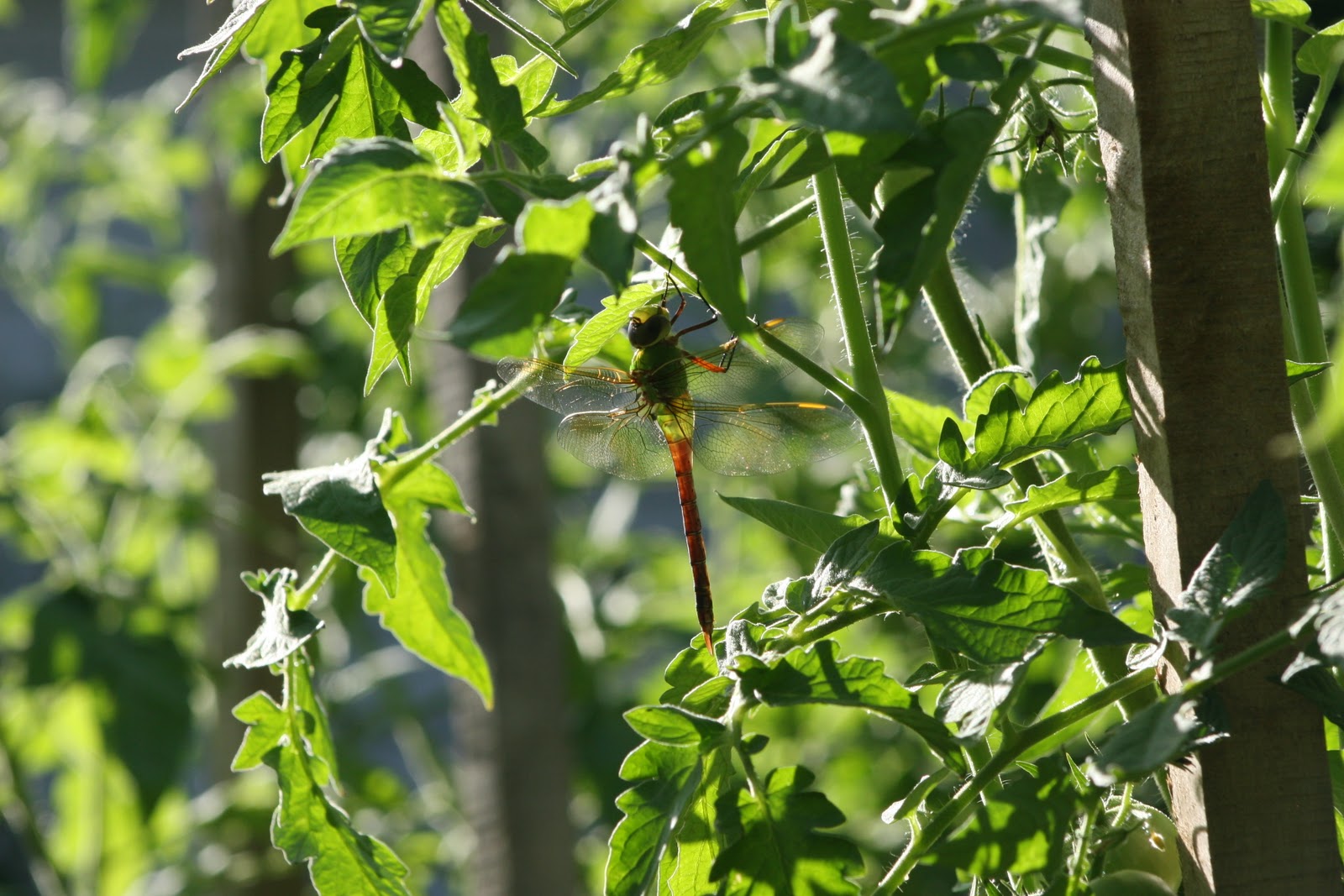 Dragonfly Larvae For Sale Uk