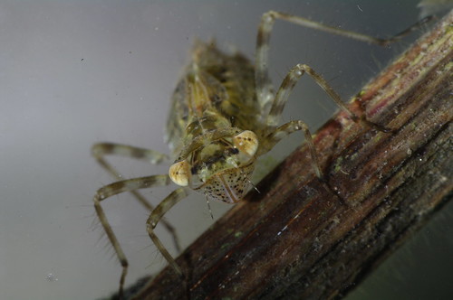 Dragonfly Larvae For Sale Uk