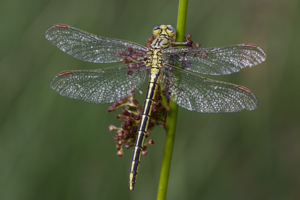 Dragonfly Larvae For Sale Uk