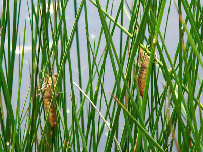 Dragonfly Larvae For Sale Uk