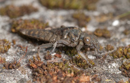 Dragonfly Larvae For Sale Uk