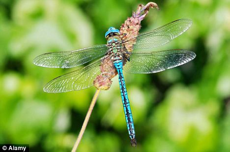 Dragonfly Larvae Habitat