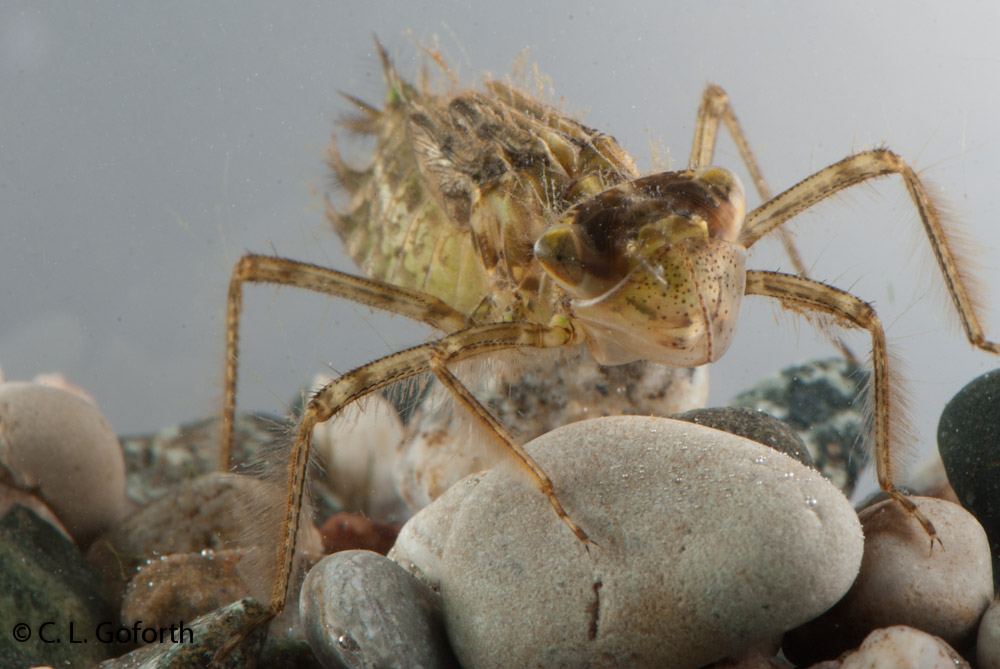 Dragonfly Larvae Habitat