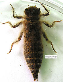 Dragonfly Larvae Habitat