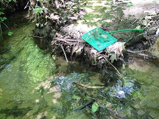 Dragonfly Larvae Habitat