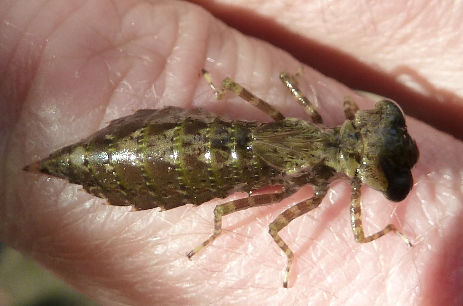 Dragonfly Larvae Habitat