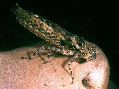 Dragonfly Larvae Identification