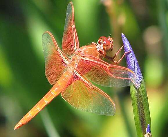 Dragonfly Larvae Identification Guide